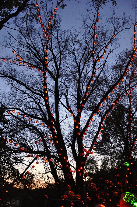 Post image for Roger Williams Zoo Jack-O-Lantern Spectacular