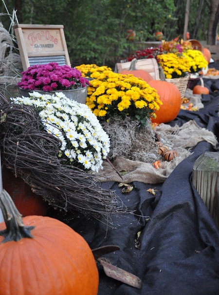 Roger Williams Zoo Jack-O-Lantern Spectacular | Savor The Thyme