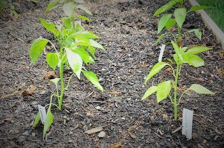  A few weeks ago we planted some seeds, seedlings and plants into our raised bed garden. This year we were able to buy all the fruits and vegetables locally.