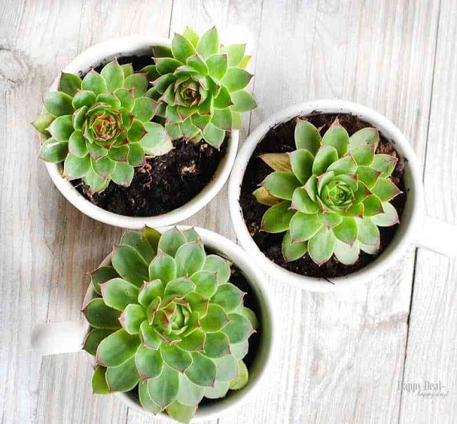 DIY Succulent Planter