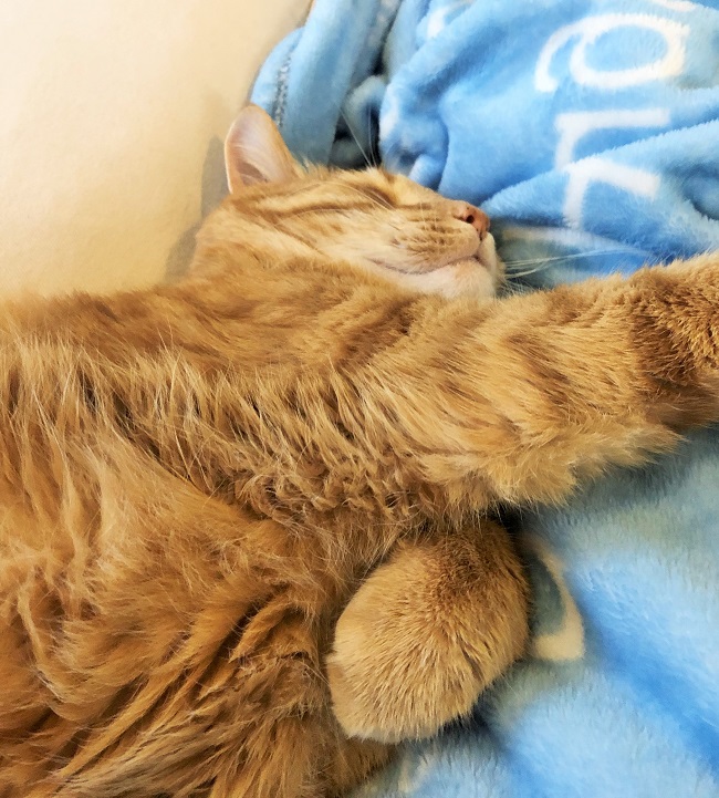 Photo of my cat cuddling with me 100 days post stem cell transplant
