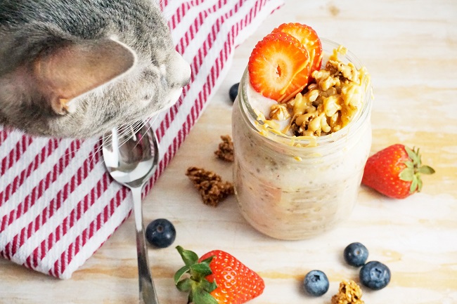 Photo of grey kitty cat smelling banana cream pie overnight oats in a mason jar